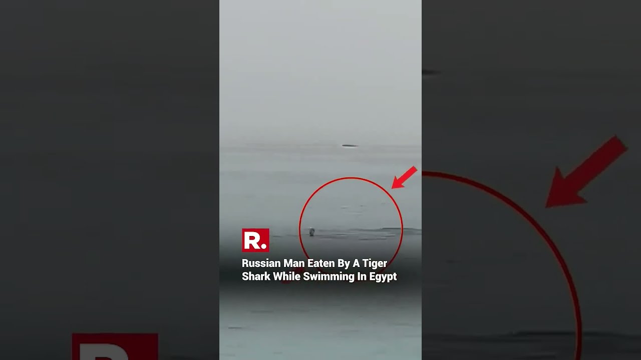 Man Gets Eaten By Shark While Swimming In Egypt 