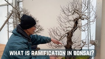What is Ramification in Bonsai?