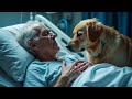 The Dog Came to Say Goodbye to Its Owner… But What Happened Next Stunned Everyone!