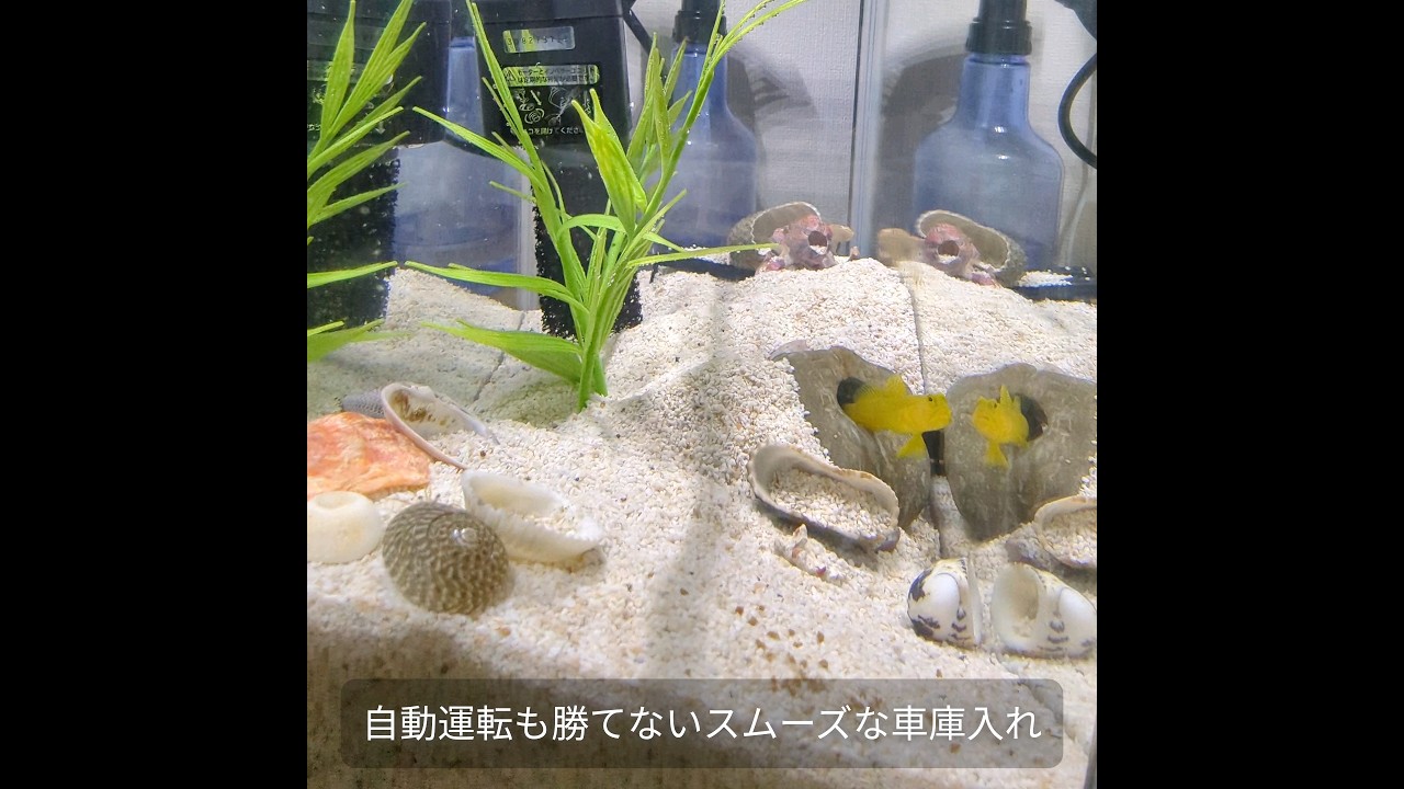 ギンガハゼの車庫入れ