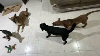 Cachorritos participan en el desastre!  