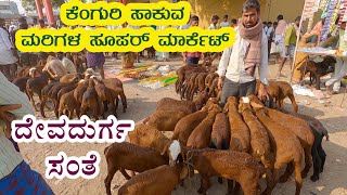 Devadurga sheep bazaar - Super market for Kenguri Baby sheep