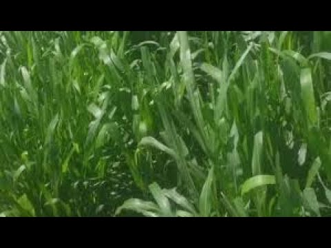فيديو: المحاصيل الخضراء في يونيو