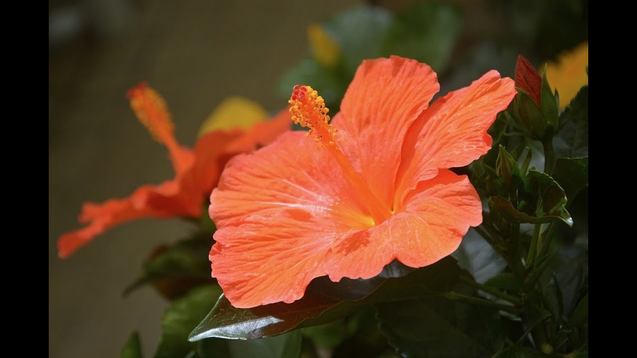 Hibiscus plant care.Hibiscus plant fertilizer.Best fertilizer (homemade