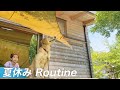 【大型犬仔犬のいる生活#3】ゴルパピの夏休み/生後4ヶ月