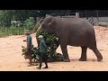 Unvaluable Moments wildlife elephants in Pinnawala Sri Lanka #elephant #wildlife