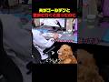 パパを助けようと頑張るゴールデンｗ #ゴールデンレトリバー #犬動画 #犬のいる暮らし #面白い犬 #癒し動画