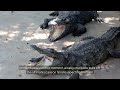🐊 WILD MISCHIEF! Baby Crocodile’s Sneaky Scare Leaves His Brother Speechless! 😅