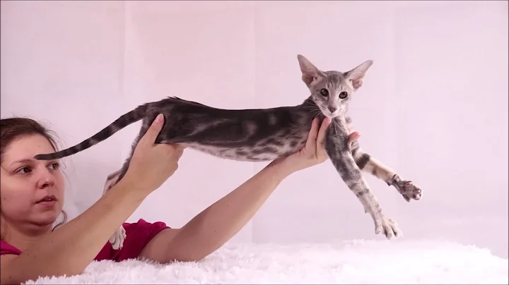 Video 806691: tabby oriental, oriental kittens, oriental cats, blue oriental