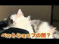 ペットショップで猫を買うという事【ノルウェージャンフォレストキャット】#13　 保護猫かショップかブリーダーか？