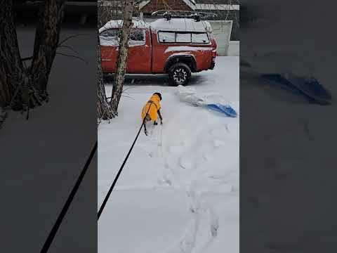 Blizzard dog walk Colorado