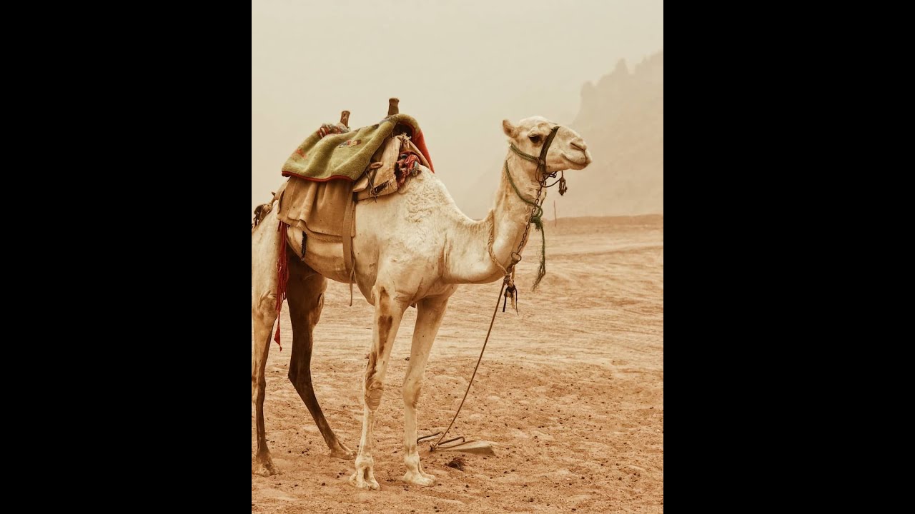 Beautiful Camel View In Drone.Camel Beauty Contest 2021.Interesting Facts About Camels Life. 