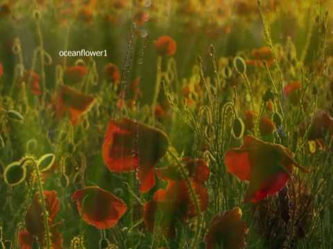 Et les oiseaux chantaient(Relaxing music)