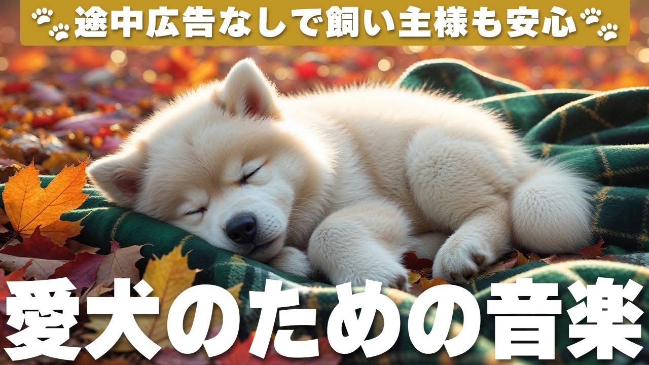 犬が落ち着く音楽🐶12時間広告なし / 犬がリラックスする音楽 / 犬が