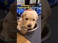 When DOGS Understand PERFECT ENGLISH😮