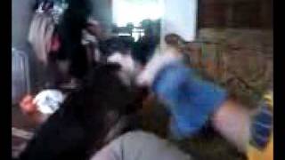 Crazy Dog Be Crazy
And crappy phone video quality is crappy.
God I love Bella. x)
And Ali, for playing with her. Crazy Dog Be Crazy