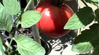 SG #110 1st Tomatoe 2011 Harvest more to come, Cascading