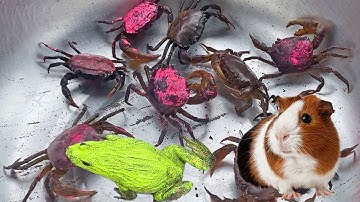 bé gạo tv lái công nông đuổi con ếch, con cua , con  chuột lang nước