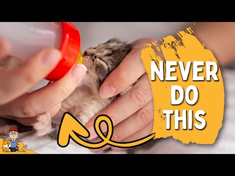How to feed orphaned kittens (without killing them!)
