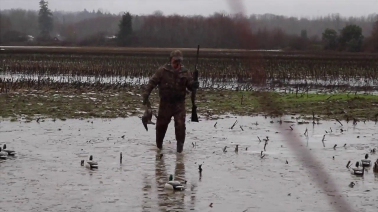 DUCK HUNTING (LIMITED OUT) first day out Duck hunting Vancouver