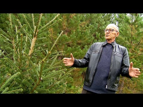 Житель Старокамышинска вырастил сосновый бор на своем участке