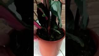 Калатея вайт фьюжн. Реанимация в тепличке - 6 