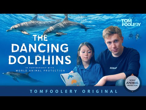 Dancing Dolphins (Os Golfinhos Bailarinos), por TomFoolery