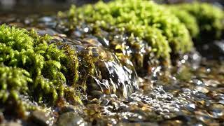 Healing Water Sounds πΏ Sparkling Stream Nature ASMR for Stress Relief & Sleep