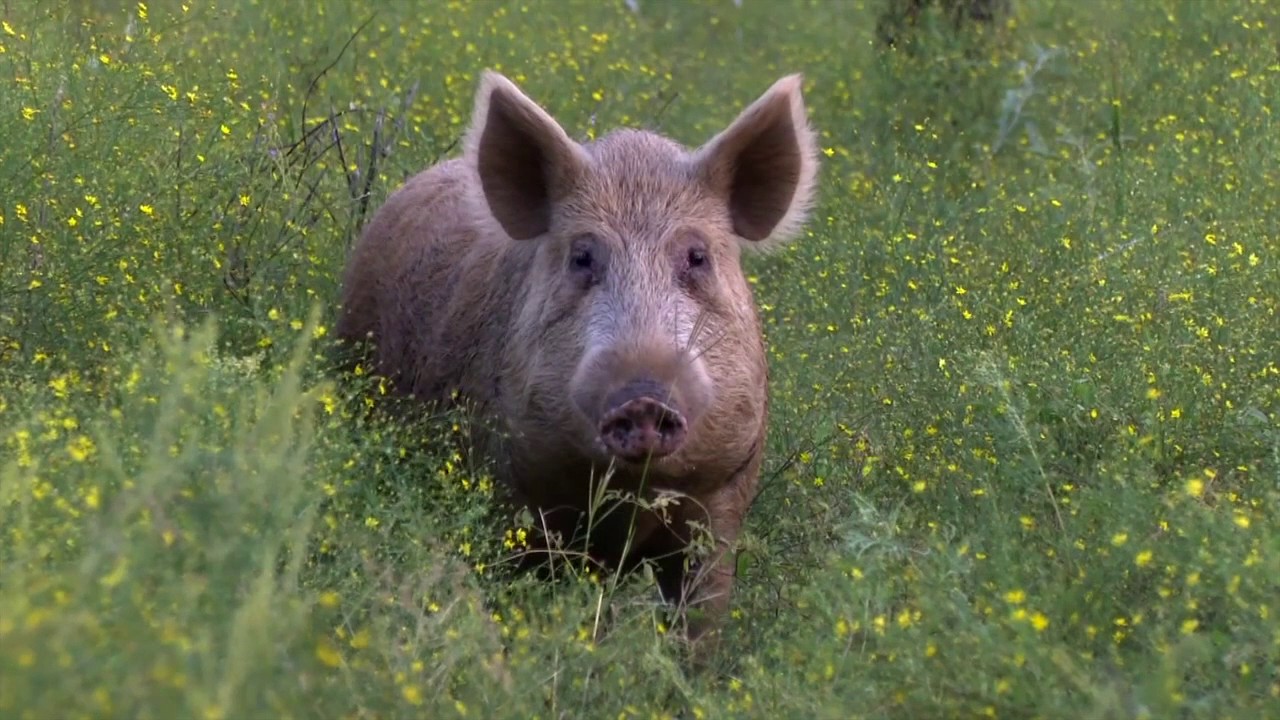 Elusive Wildlife Television, Season 1 Episode 3 YouTube