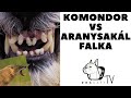 KOMONDOR vs ARANYSAKÁL falka küzdelme!  DogCast TV! の動画、YouTube動画。