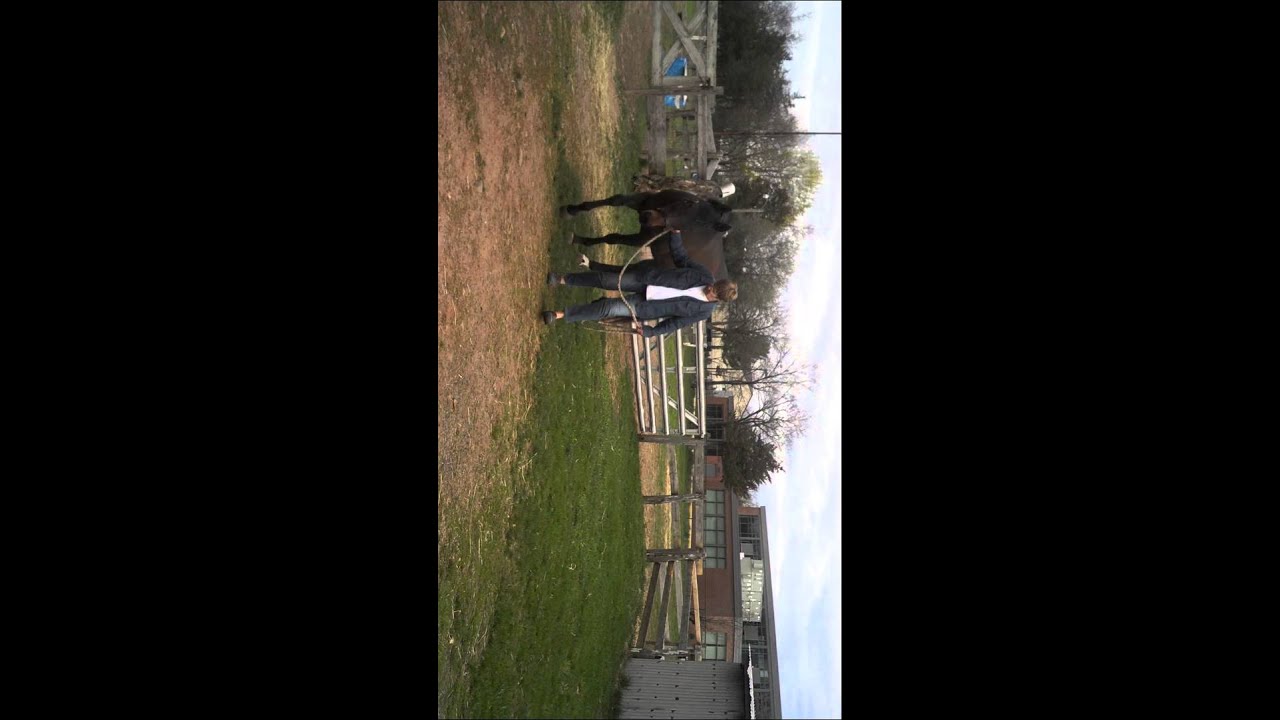 Mylo horse hip injury 2015 YouTube