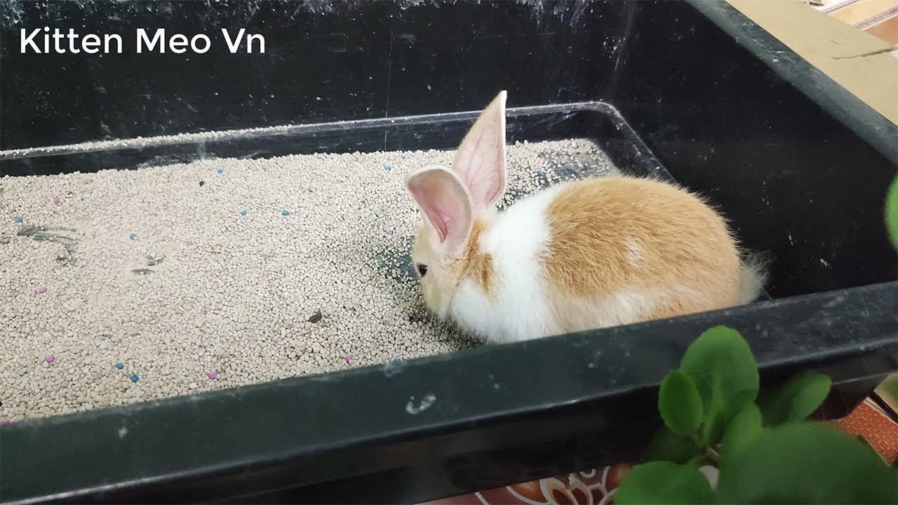 Ah The funniest rabbit, what is it doing in kikii cat's sandbox YouTube