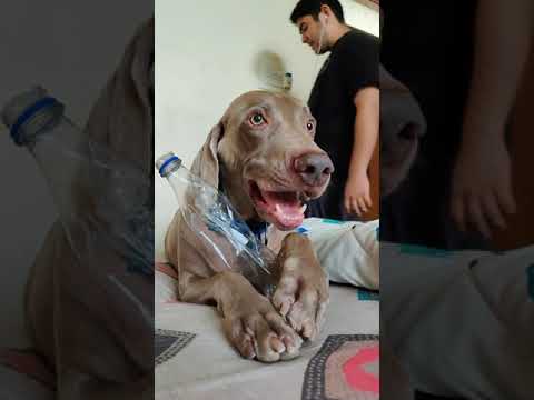 Oscar The Weimaraner