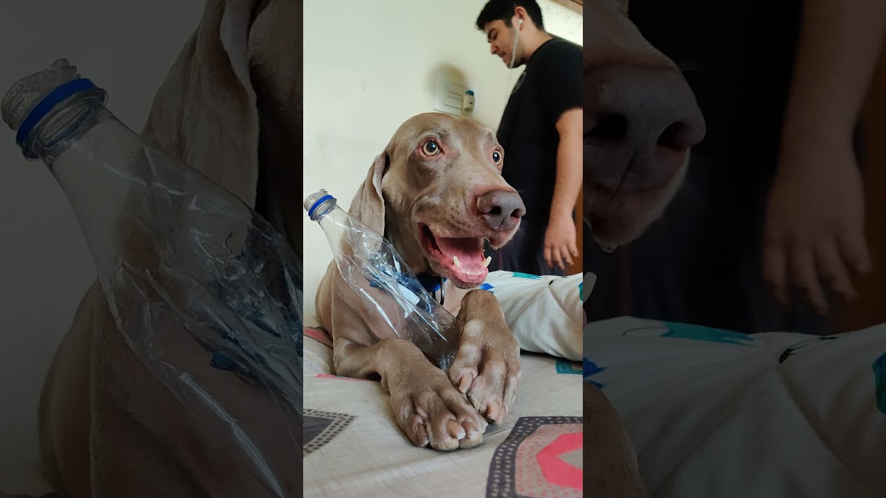 Oscar The Weimaraner 🧿 - The only kind of passionate aggression they know is love...