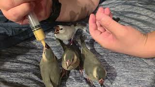 Java finches still beg (Day 43)