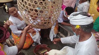 Upacara Yang Sangat disakralkan di Bali # Upacara Mekutang Bok (potong rambut)
