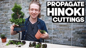 Propagate Hinoki Cypress Bonsai from Cuttings🌱*EASY*
