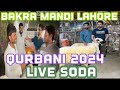 Goat Market Lahore | Live Soda | Qurbani 2024