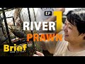 EP.1 River Prawn l Brief: Farm to Table