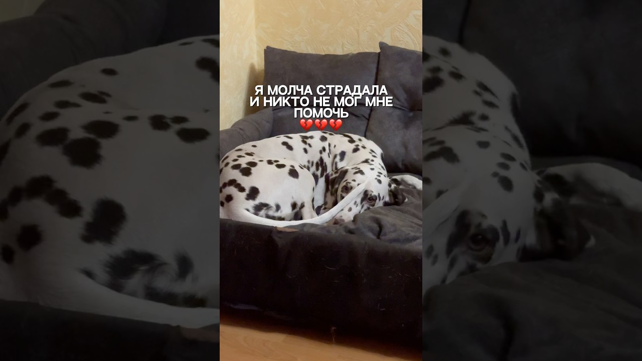 Замечали симптомы аллергии у своего хвостика? Я больше нет, так как покупаю корм на wb #WW235003