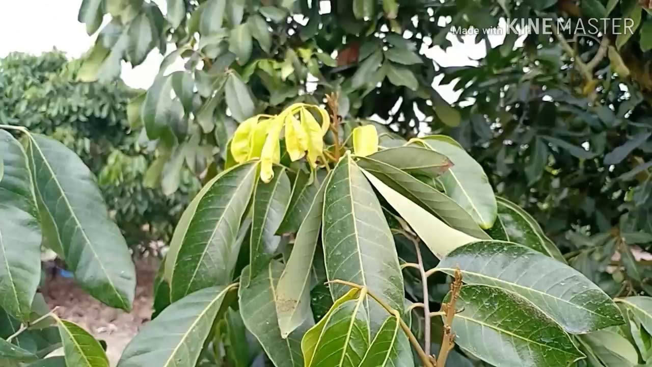 #พ่นสารลำไย ทำลายใบอ่อนลำไยแล้วเป็นไงบ้างมาดูกันครับ