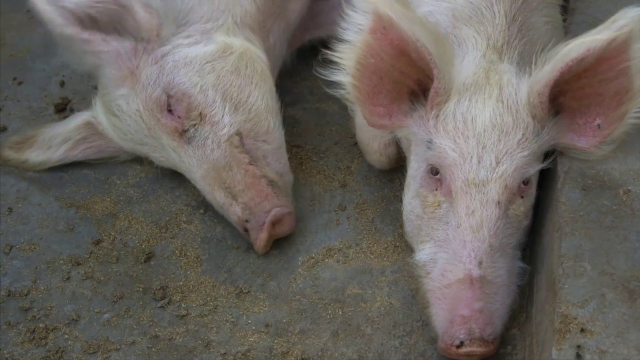 Shamba Shape Up Sn 7 - Ep 17: Pigs, Onions, Conservation Agriculture (English)