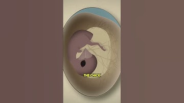 Chick Growing Inside an Open Egg! 🐣✨
