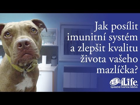 Video: Jak Posílit Imunitu Vašeho Psa