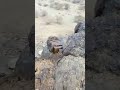 قاعدة ثابته من عندي انا وهي عندما تكون المجسمات بهذا الحجم فاعلم أن الاهداف والمغر داخلها أو تحتها 