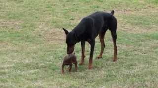 Doberman Puppy Meets The Big One