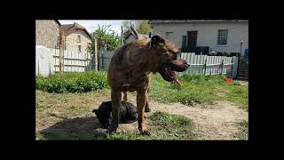 Les Chiots Scottish Terrier et Némésis du domaine d'Amserpa, Dogue de Majorque