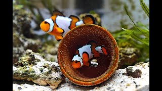 Hatching some Clownfish Eggs 4K
