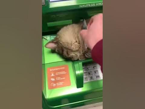 сберкот - YouTube
