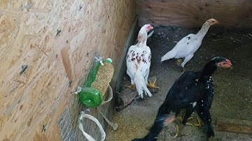 Me nyuam qaib Dragon tail pluckers - 3 1/2 months